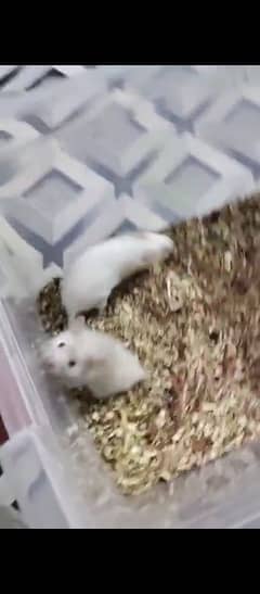 Hamster pair