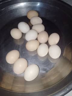 pure desi eggs available