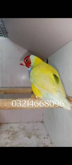 Pied Lutino Gouldian