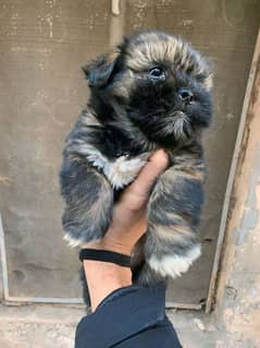 shih tzu breed /very cute/ very friendly