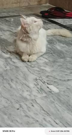 Persian cat for sale