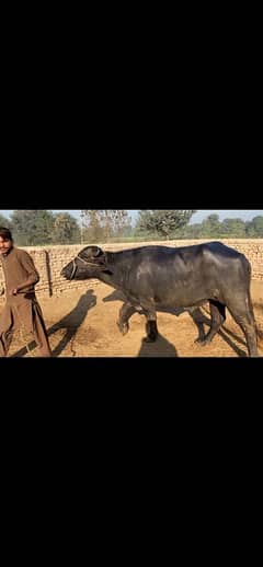 male buffalo