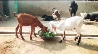 Goat / Bakri / Nasli Bakri / 2 female goat / بکری / Healthy Goats