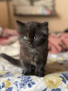 Persian cat