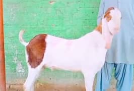 desi bakra for sale WhatsApp number 03487390292)