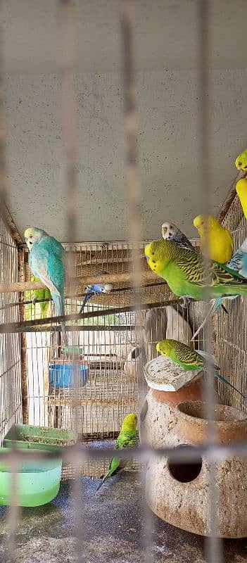 10 Australian Parrots With Iron Cage 5