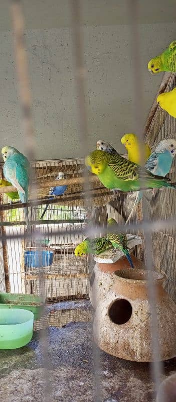 10 Australian Parrots With Iron Cage 6