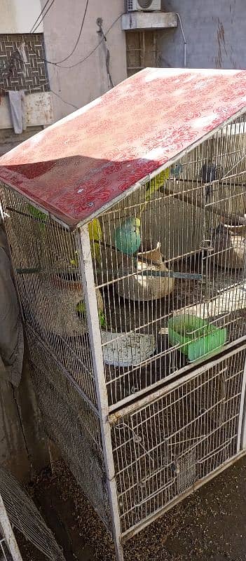 10 Australian Parrots With Iron Cage 7