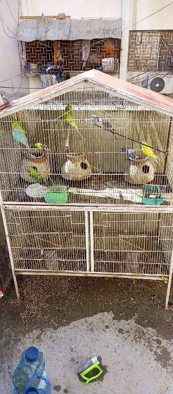 10 Australian Parrots With Iron Cage 8