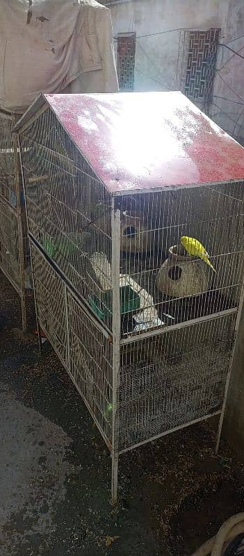 10 Australian Parrots With Iron Cage 9