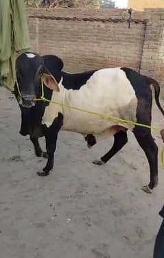 pure cholistani Bull cont: 0305*8828*982