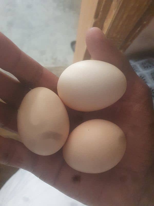 Heera Cross fertile eggs 4