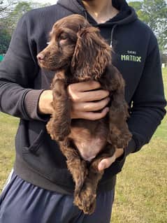 British Cocker Spaniels (14th August,2024 born)