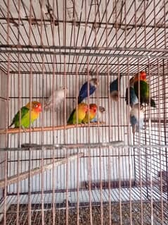 Love Bird Sale