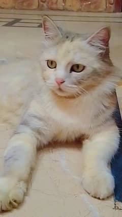 persian cat for adoption (not pure)