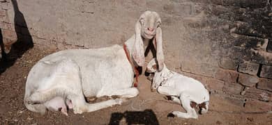 Rajastani Goat