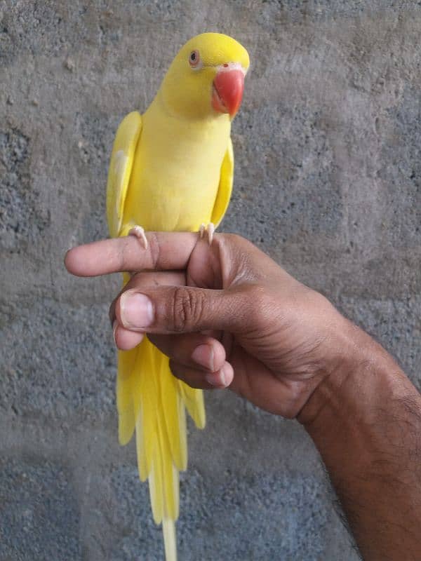 Parrot Yellow Ringneck 0