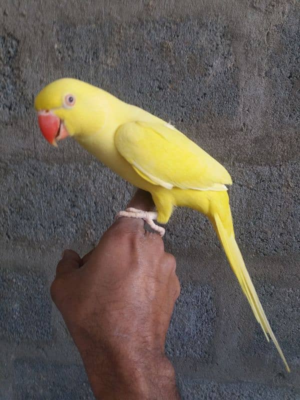 Parrot Yellow Ringneck 1