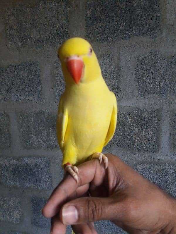 Parrot Yellow Ringneck 2