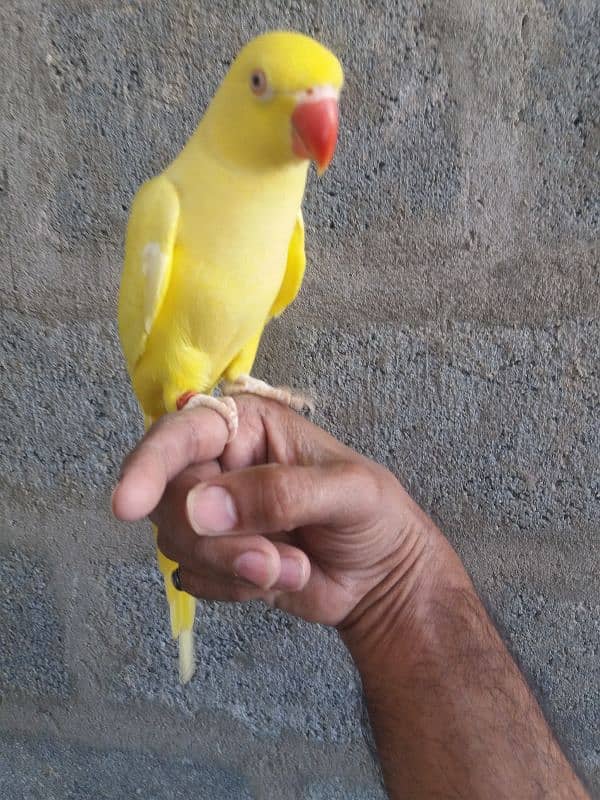 Parrot Yellow Ringneck 3