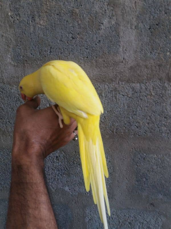 Parrot Yellow Ringneck 4