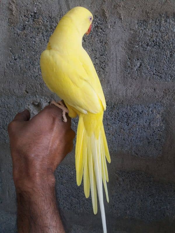 Parrot Yellow Ringneck 5