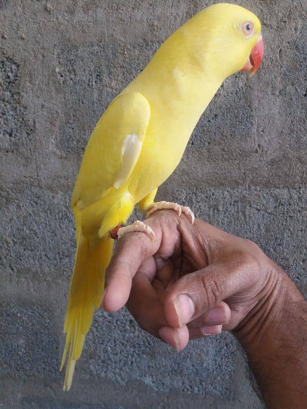 Parrot Yellow Ringneck 7