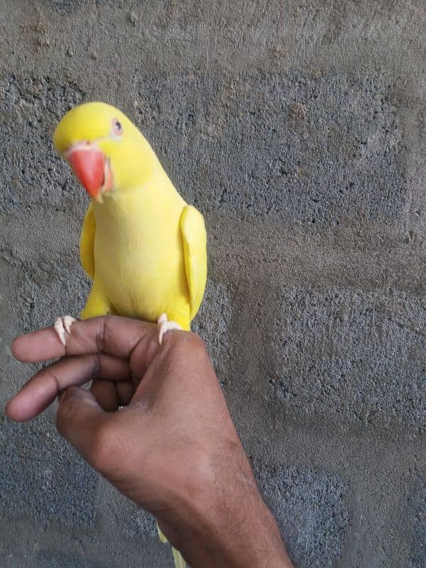 Parrot Yellow Ringneck 8