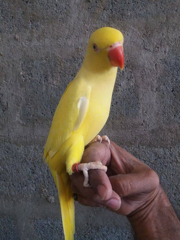 Parrot Yellow Ringneck 9