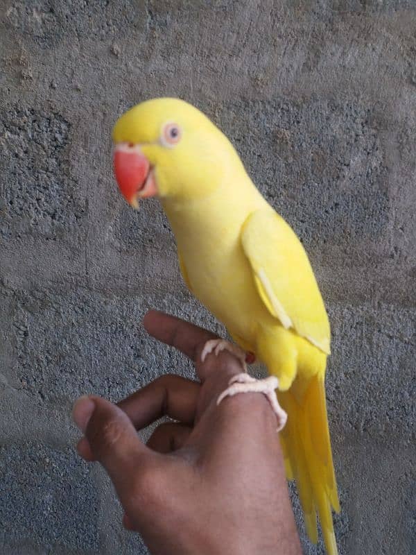 Parrot Yellow Ringneck 10