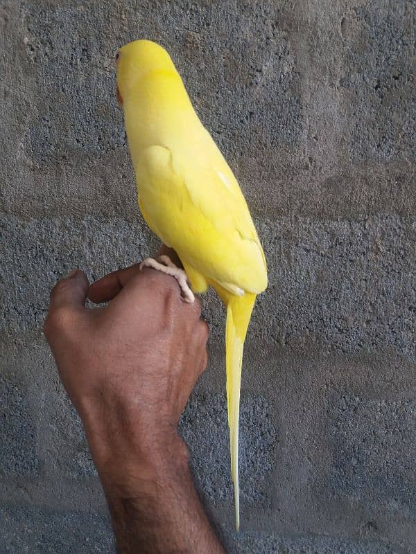 Parrot Yellow Ringneck 11