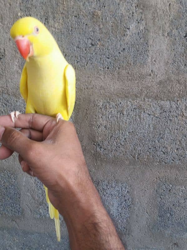 Parrot Yellow Ringneck 12