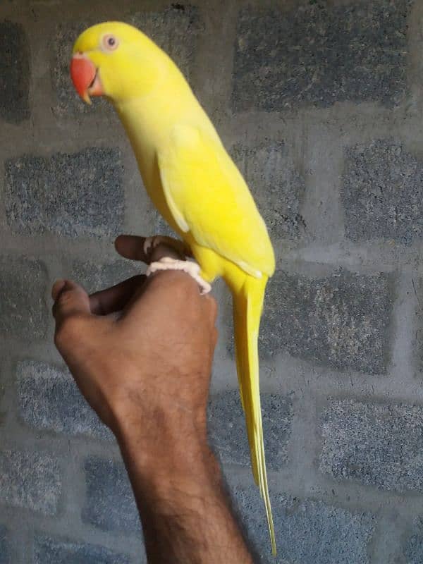 Parrot Yellow Ringneck 13