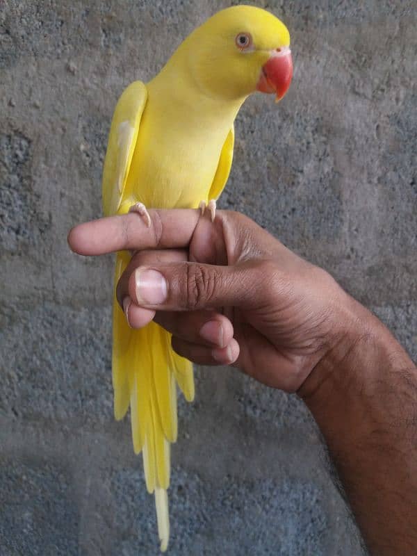 Parrot Yellow Ringneck 14