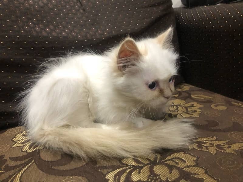 persian cat 1