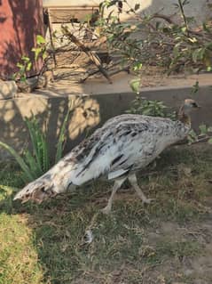 Peacock Black Shoulder For Ready To Breed