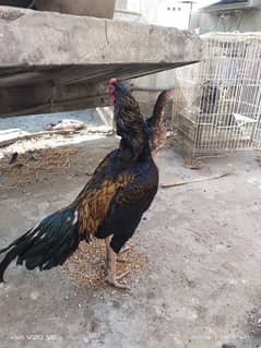 pure aseel hen  aseel murga  high quality aseel male  female for sale