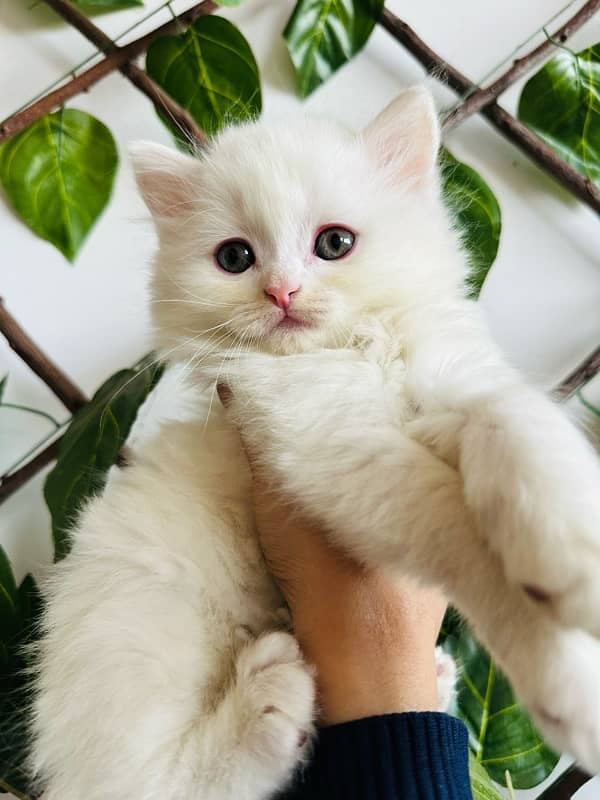 persian semi punch face kittens | triple Coated | high quality kitten 0