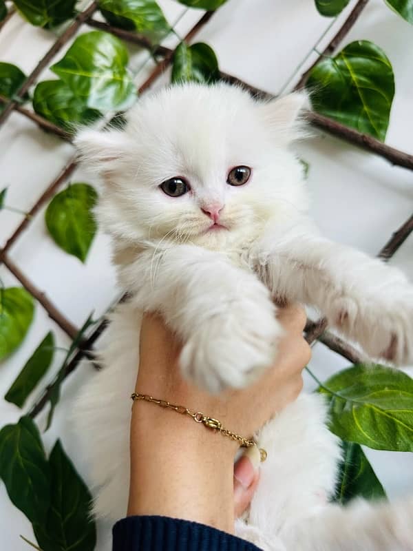 persian semi punch face kittens | triple Coated | high quality kitten 1