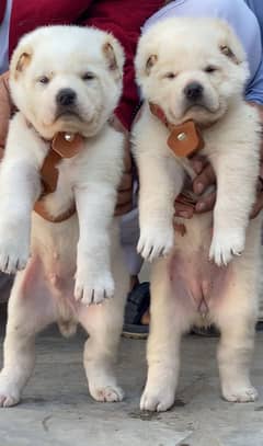 Alabai dog | King Alabai pair | security dog for sale | Alabai Breed