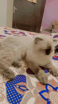 Himalayan cat | Male Cat  | Cute | Cat For Sale