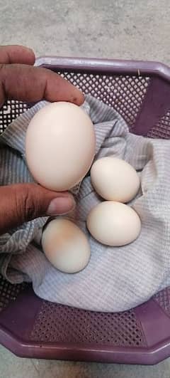 Ayam cemani fresh and fertile eggs