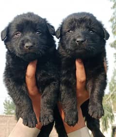 German Shepherd double coat male female Pair  2 month for sale