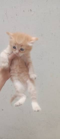 Selling  of Persian kittens  double and triple coated