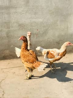 Mianwali aseel chicks and adult hen