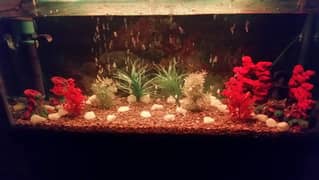 Fish Aquarium