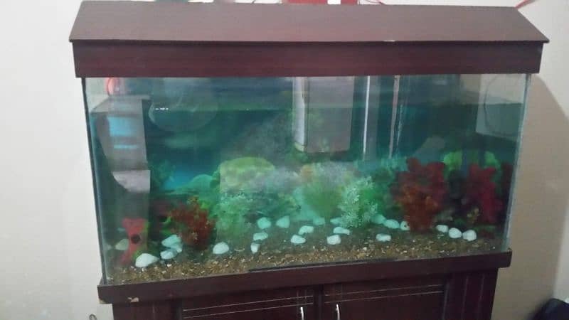 Fish Aquarium 1