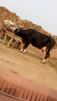 Cross Cow tazi sui gahy pheechy wachi