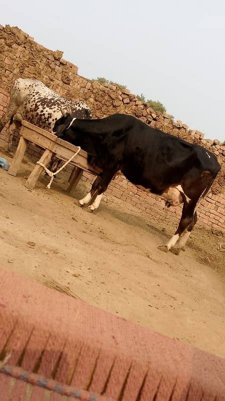 Cross Cow tazi sui gahy pheechy wachi 0