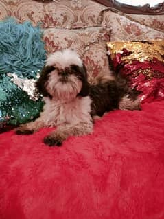 Shihtzu puppies/breeder female available for sale